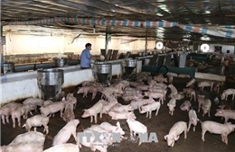 Người chăn nuôi đề xuất giải pháp phòng, chống dịch tả lợn châu Phi