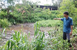 Người dân Đắk Lắk bức xúc vì cơ sở chăn nuôi lợn gây ô nhiễm