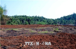 Khiển trách Chủ tịch HĐQT Công ty Lâm nghiệp để 15ha rừng bị phá trắng