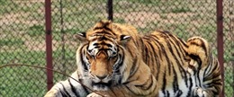 Trung Quốc cấm sử dụng, buôn bán hổ và tê giác