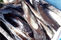Tôm hùm, cá bớp, ốc hương chết hàng loạt tại Khánh Hòa