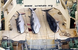 Nhật Bản có ý định nối lại săn bắt cá voi vì mục đích thương mại