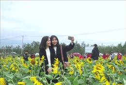 Cánh đồng hoa hướng dương ở Quảng Bình hút du khách ngày đầu năm mới