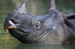 Tê giác một sừng có nguy cơ bị &#39;xóa sổ&#39; sau thảm họa sóng thần tại Indonesia