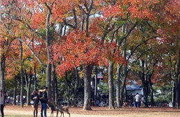 Độc đáo công viên Nara, Nhật Bản
