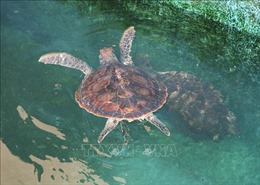 Chiến dịch giảm thiểu vi phạm về rùa biển