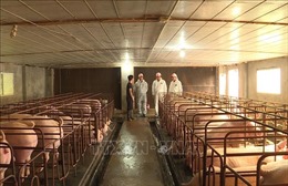 Hải Phòng, Tây Ninh triển khai kế hoạch ứng phó với bệnh tả lợn châu Phi