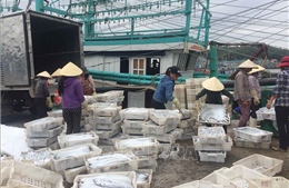 Ngư dân Quỳnh Lưu trúng đậm mẻ cá hố trị giá gần 1,5 tỷ đồng
