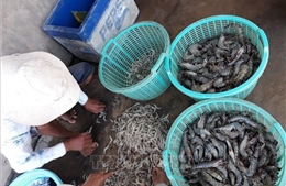 Ngư dân Bạc Liêu đánh bắt hải sản thu lãi cao