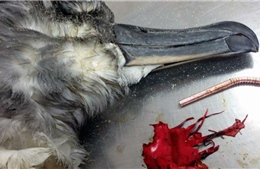 Mảnh vỡ bóng bay - &#39;thủ phạm&#39; gây ra hơn 40% vụ tử vong ở các loài chim biển 