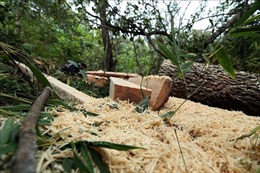 Khởi tố, bắt giam năm đối tượng khai thác gỗ rừng trái phép