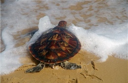 Thả 80 con rùa quý hiếm về môi trường tự nhiên