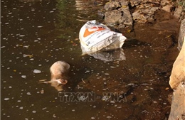 Lâm Đồng khẩn trương xử lý xác lợn chết, trôi nổi trên suối Cam Ly