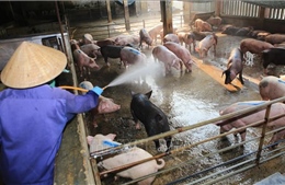 Ngân hàng Nhà nước hỗ trợ khách hàng bị thiệt hại do ảnh hưởng dịch tả lợn châu Phi