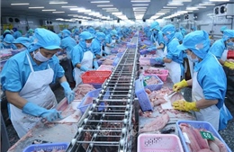 Đầu tư mạnh cho cá tra chất lượng cao, tăng cạnh tranh tại thị trường Trung Quốc