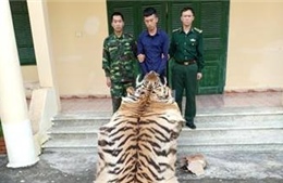 Quảng Ninh bắt giữ vụ vận chuyển trái phép da và xương hổ