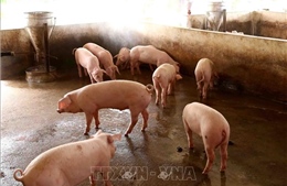 Triệu tập đối tượng tung tin thất thiệt về dịch tả lợn châu Phi