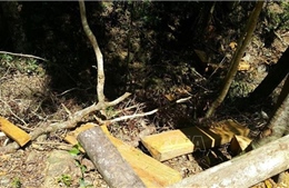 Khai thác trái phép gỗ du sam trong Khu bảo tồn thiên nhiên Nam Nung