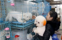 Bùng nổ thị trường dịch vụ thú cưng xa xỉ tại Trung Quốc