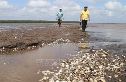 Nghêu liên tục chết hàng loạt, hàng trăm hộ nuôi ở Trà Vinh gặp khó