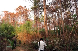 Vụ 3.500 cây thông bị hạ độc: Khuất tất trong quản lý rừng ở Lâm Hà, Lâm Đồng