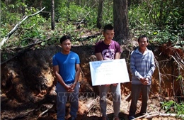 Bắt được kẻ cầm đầu phá hơn 10 ha rừng thông ở Lâm Đồng