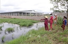 Trang trại hàng chục ngàn con vịt xả thải ra kênh Bàu Gòng gây ô nhiễm nguồn nước