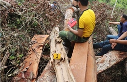 Làm rõ trách nhiệm vụ phá rừng nghiến cổ thụ nghiêm trọng tại Bắc Kạn