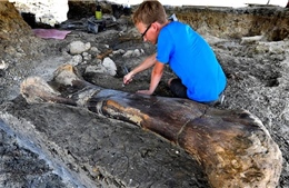 Phát hiện hóa thạch xương khủng long khổng lồ ở Pháp