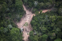 Biểu tình trước các đại sứ quán Brazil để phản đối nạn chặt phá rừng Amazon