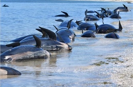 Lại phát hiện đàn cá voi chết do mắc cạn bí ẩn ở bờ biển Iceland