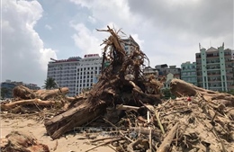 Lượng lớn củi, rác dạt vào bãi biển Sầm Sơn sau bão