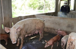 Dịch tả lợn châu Phi tiếp tục lây lan tại Lào Cai