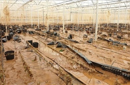 Vùng lúa Cát Tiên, Lâm Đồng khắc phục hậu quả lũ lịch sử