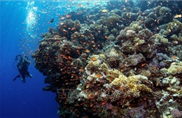 Nhiệt độ nước cao là một trong những yếu tố hủy hoại các dải san hô