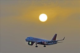 Bị ong tấn công, máy bay Air India hoãn chuyến trong nhiều giờ  