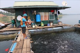Tháo gỡ khó khăn cho doanh nghiệp nuôi cá lồng trên hồ Thác Bà