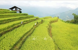 Hướng tới phát triển du lịch bền vững ở Hoàng Su Phì