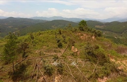 Lâm Đồng chỉ đạo xử lý đích danh tập thể, cá nhân để xảy ra các vụ phá rừng
