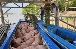 Bắt quả tang vụ vận chuyển trái phép 1,8 tấn lợn từ Campuchia về Việt Nam