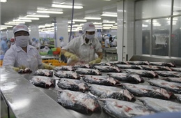 Hoa Kỳ công nhận hệ thống kiểm soát an toàn thực phẩm cá da trơn Việt Nam