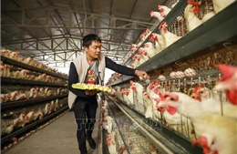 Trung Quốc dỡ bỏ hạn chế nhập khẩu các sản phẩm gia cầm của Mỹ