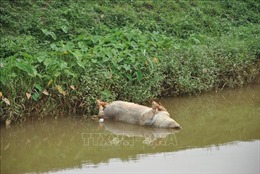 Nghệ An điều tra, xử lý nghiêm các đối tượng vứt xác lợn ra môi trường
