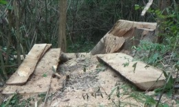 Điều tra, xử lý nghiêm vụ phá rừng đặc dụng tại Đắk Lắk