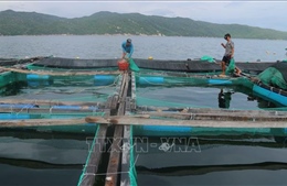 Nghịch lý trong nuôi trồng thủy sản xuất khẩu ở Khánh Hòa