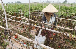 Cà chua chết khô vì bệnh lạ, nhiều hộ dân Quỳnh Lưu &#39;trắng tay&#39;