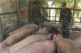 Bắt giữ hơn 2,2 tấn lợn nhập lậu từ Campuchia về Việt Nam
