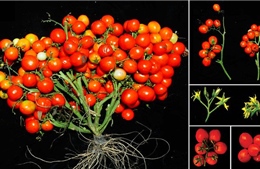 Cà chua biến đổi gien ra trái chùm như nho 
