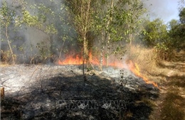 Gần 10 ha rừng tràm ở Bình Phước bị thiêu rụi