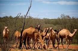 Lý do Australia bắn chết trên 5.000 con lạc đà